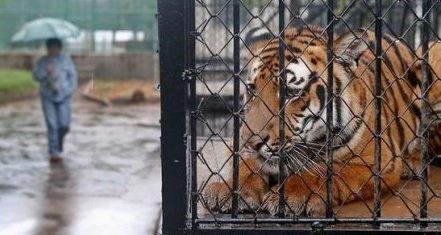 Debate sobre os zoológicos: ambientes de preservação ou de desrespeito aos animais?