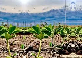 plantas vegetação nascendo