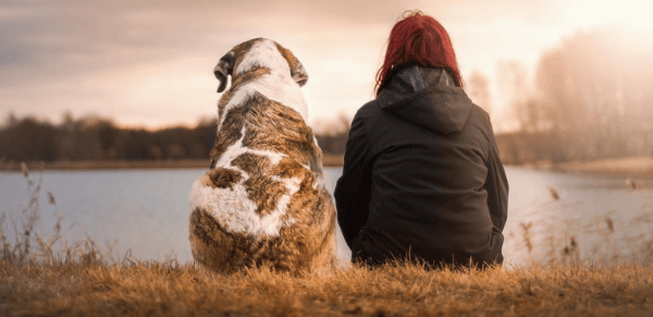 Razões para incentivar a adoção de animais de estimação